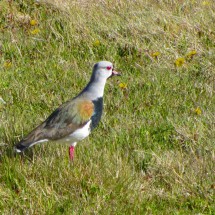 Southern Lapwing